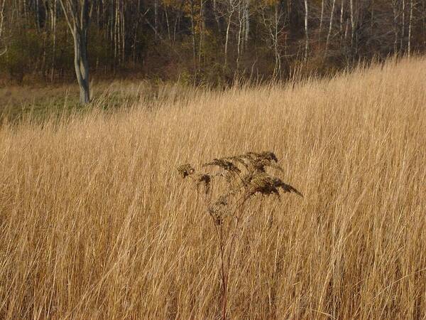 Grass Art Print featuring the photograph Dry grass by David Fiske