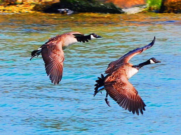 Ducks Art Print featuring the photograph Duck Flying by Lorena Mahoney