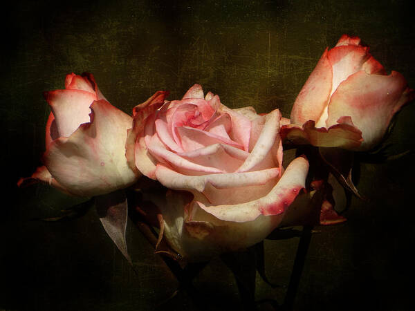 Rose Art Print featuring the photograph Dusty Rose by Blair Wainman