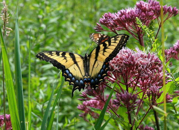 Butterflies Art Print featuring the photograph Eastern Tiger Swallowtail on Joe Pye Weed by Neal Eslinger