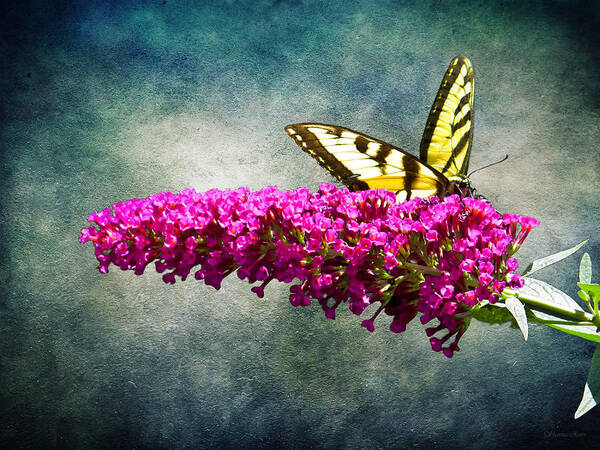 Butterfly Art Print featuring the photograph Eastern Yellow Swallowtail by Shawna Rowe