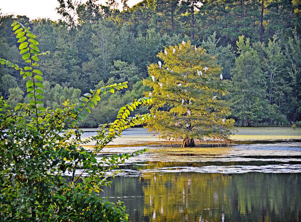 Egrets Art Print featuring the photograph Egret Tree by Linda Brown