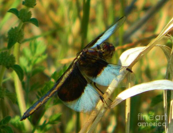 Nature Art Print featuring the photograph Elegant Dragonfly by Gallery Of Hope 