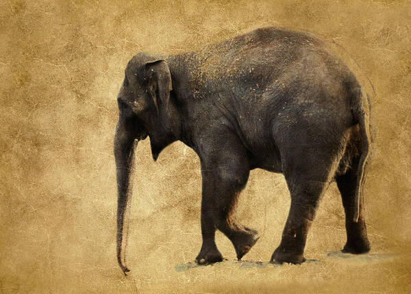 Elephant Art Print featuring the photograph Elephant Walk II by Athena Mckinzie