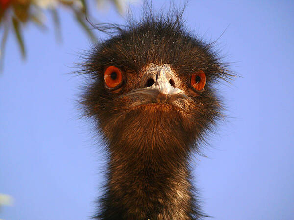 Emu Art Print featuring the photograph Emu Upfront by Evelyn Tambour