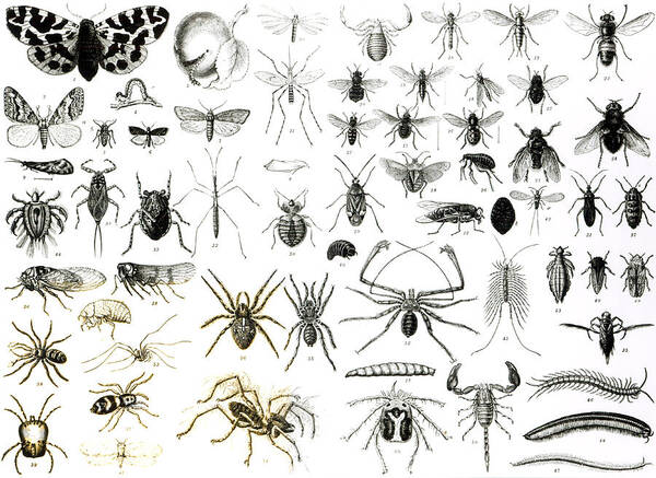 Insects; Arachnids; Butterfly; Zoology; Species; Fly; Flies; Scorpion; Spiders; Millipede; Moth Art Print featuring the drawing Entomology Myriapoda and Arachnida by English School