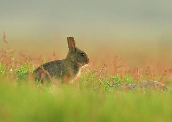 Grass Art Print featuring the photograph European Rabbit Baby by Wouter Marck Wildlife Photography