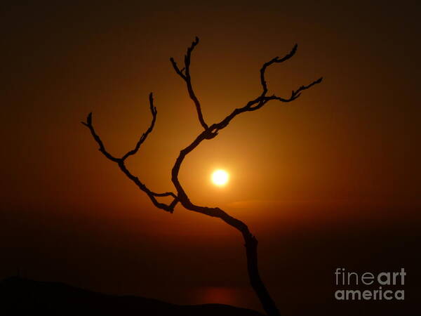 Evening Art Print featuring the photograph Evening Branch Original by Vicki Spindler