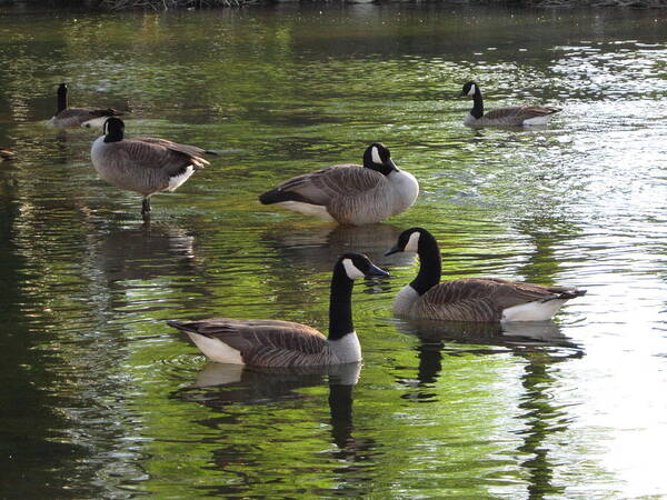 Geese Art Print featuring the photograph Evening Geese Gathering by Cynthia Clark