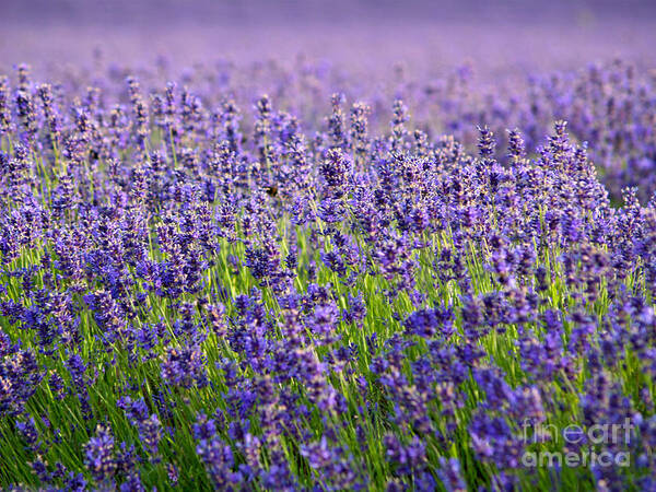 Landscape Art Print featuring the photograph Evening Lavender by Alex Cassels