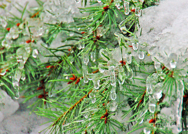 Icicles Art Print featuring the photograph Evergreen Icicles II by Chuck Flewelling