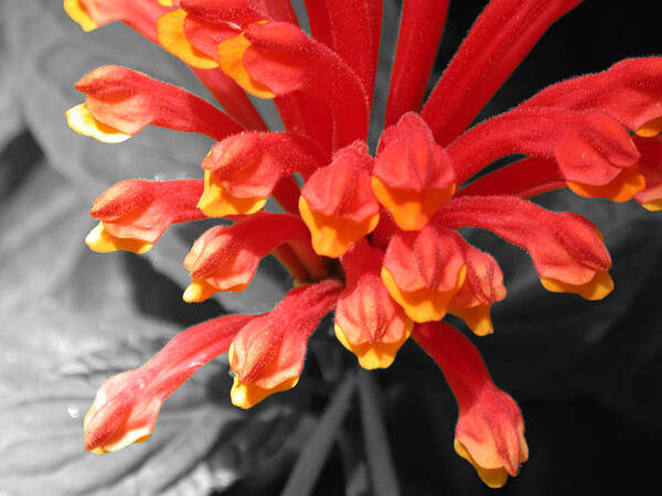 Selective Color Art Print featuring the photograph Exotic Flower by Shane Bechler
