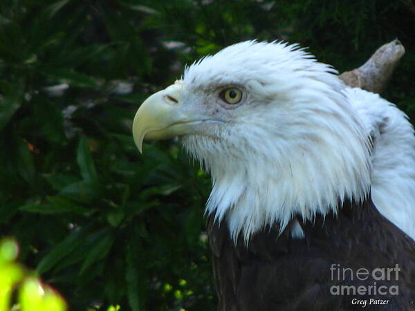 Eagle Art Print featuring the photograph Eyecon by Greg Patzer