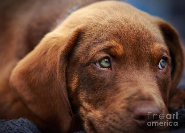 Chocolate Lab Art Print featuring the photograph Eyes are the window to the soul by Mary Lou Chmura