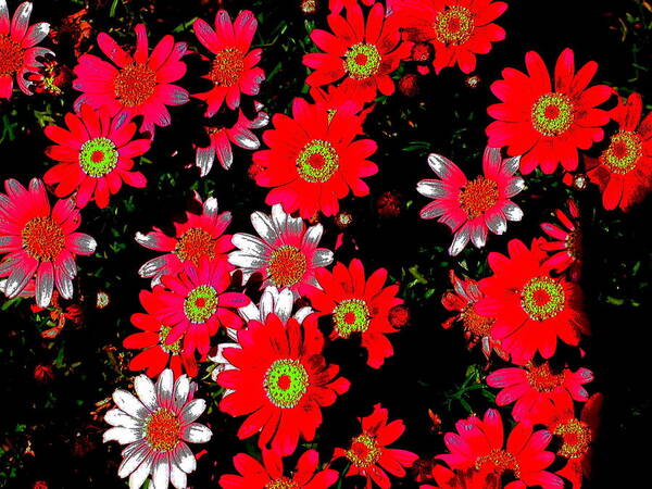 Flowers Art Print featuring the photograph Faces In The Crowd by Derek Dean