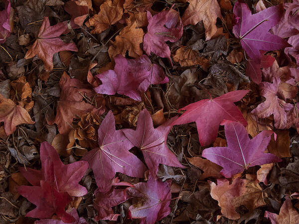 Fall Art Print featuring the photograph Fall Leaves by Derek Dean
