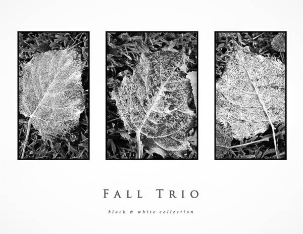 Fall Trio Black And White Collection Art Print featuring the photograph Fall Trio black and white collection by Greg Jackson