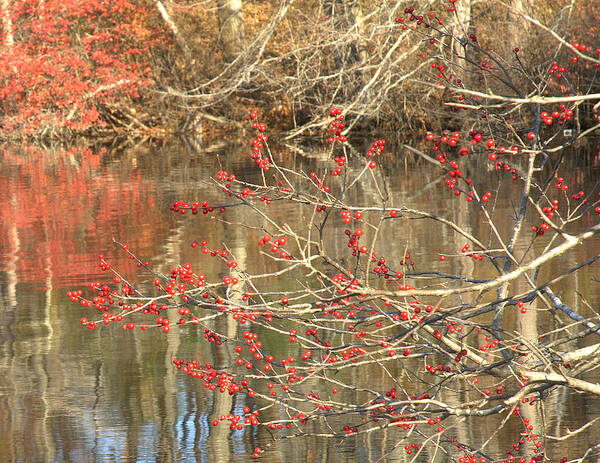 Berry Art Print featuring the photograph Fall Upon The Water by Bruce Carpenter