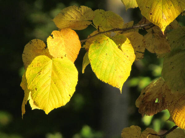 Beech Tree Art Print featuring the photograph Fall Yellow Beech Leaves by David T Wilkinson