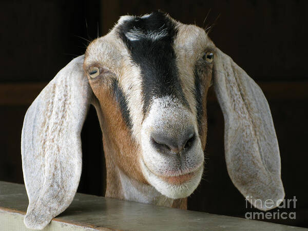 Goat Art Print featuring the photograph Farm Favorite by Ann Horn