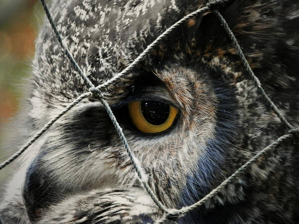 Great Horned Owl Art Print featuring the photograph Feeling Blue by Zinvolle Art