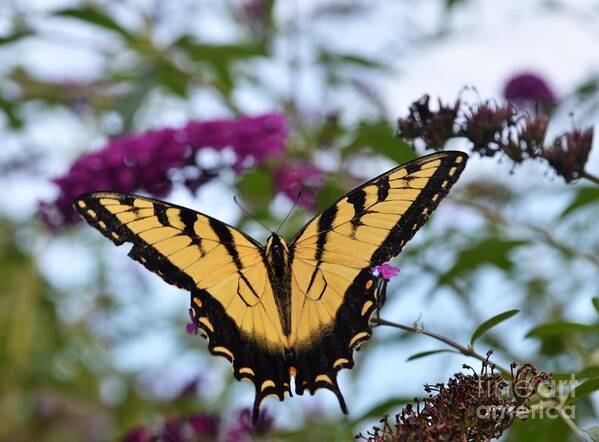 Butterfly Art Print featuring the photograph Feeling Pretty II by Judy Wolinsky