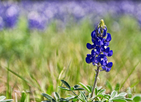 Bluebonnet Art Print featuring the photograph Field of Blue by Cathy Alba