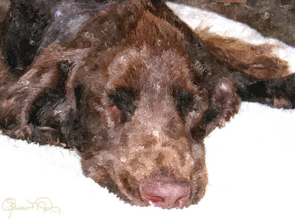 susan Molnar Art Print featuring the photograph Field Spaniel Dreams by Susan Molnar