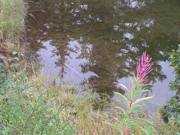 Landscape Art Print featuring the photograph Fireweed and salmon. by Annika Farmer