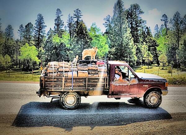 Old Truck Art Print featuring the photograph Firewood Gathering by Jacqui Binford-Bell
