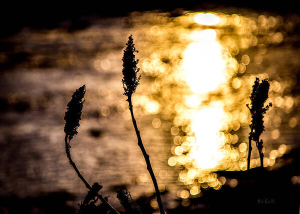 Winter Art Print featuring the photograph First Day by Bob Orsillo