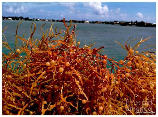 Sea Weed Art Print featuring the photograph Fla Keys #8 by Theo Bethel