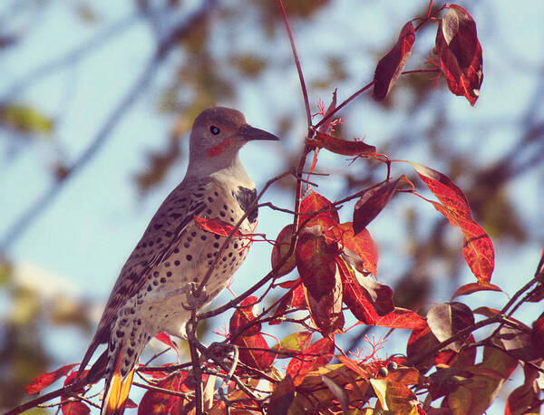 Northern Flicker Art Print featuring the photograph Flicker in Autumn by Melanie Lankford Photography