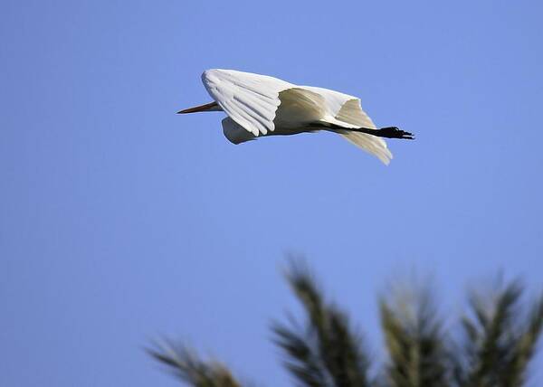 Great White Egret Art Print featuring the photograph Flight of the Egret by Penny Meyers