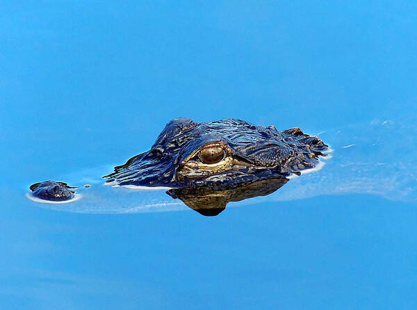 Alligator Art Print featuring the photograph Floating Gator Eye by Christopher Mercer