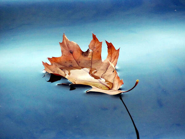 Leaf Art Print featuring the photograph Floating Oak Leaf by David T Wilkinson