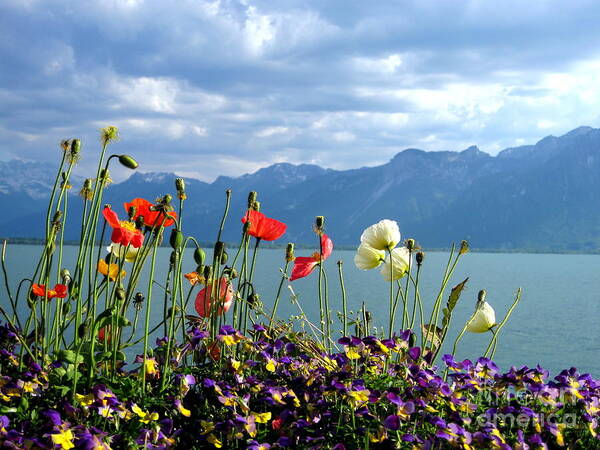 Alps Art Print featuring the photograph Floral Coast by Amanda Mohler