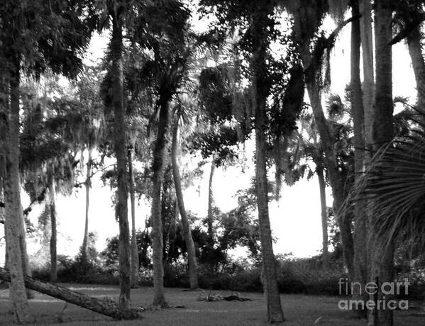 Tree Art Art Print featuring the photograph Florida In The Autumn Original Photography by James Daugherty by James Daugherty