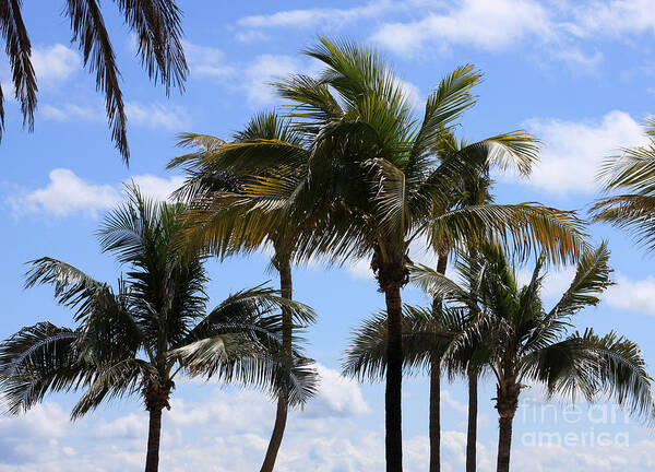 Palm Art Print featuring the photograph Florida Palms by Jayne Carney