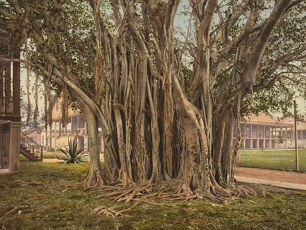 1890 Art Print featuring the painting Florida Rubber Tree, C1900 by Granger