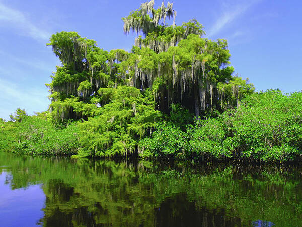 Swamp Art Print featuring the photograph Florida Swamps by Carey Chen