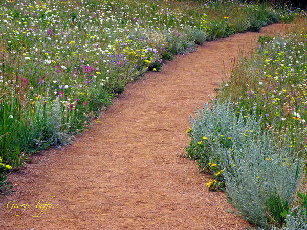Wild Flowers Nature Landscape Hiking Path Colorado Rocky Mountains Art Print featuring the photograph Flower path by George Tuffy