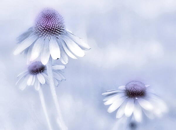 Echinecea Art Print featuring the photograph Flower Trio by Andrea Kollo