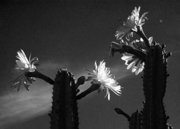 Cactus Art Print featuring the photograph Flowering Cactus 4 BW by Mariusz Kula