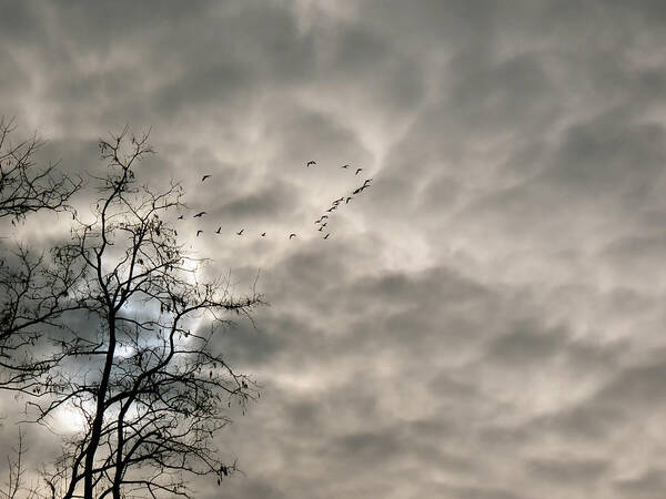 Grey Sky Art Print featuring the photograph Fly By by Azthet Photography