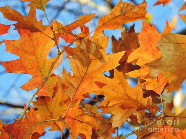 Orange Leaves Art Print featuring the photograph Foglie di Arancio by Robert ONeil