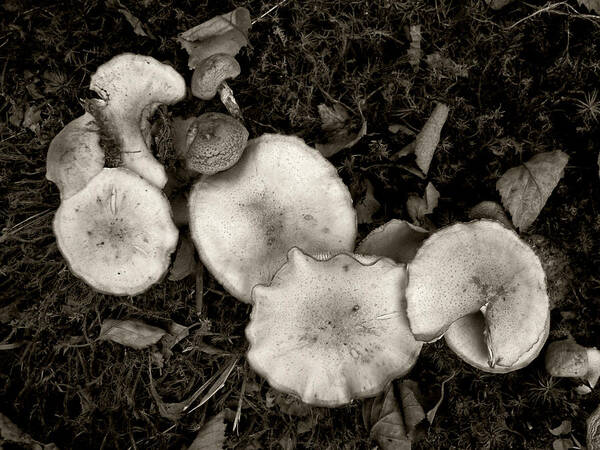 Mushroom Art Print featuring the photograph Food for Thought in Tones of Dark Brown by Louise Kumpf