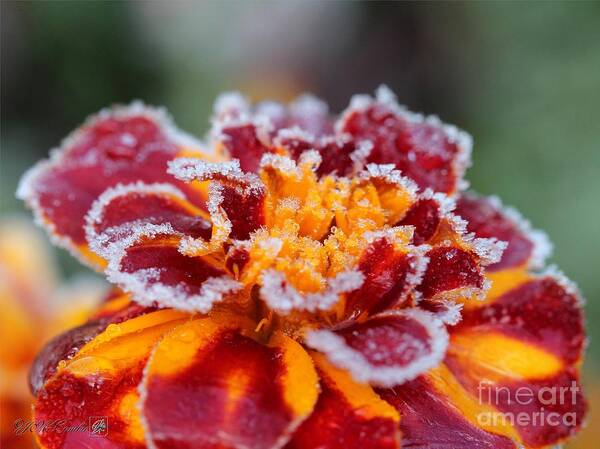 Mccombie Art Print featuring the photograph French Marigold named Durango Red Outlined with Frost by J McCombie