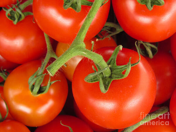 Tomato Canvas Print Art Print featuring the photograph Fresh Whole Tomatos on Vine by David Millenheft