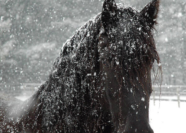 Horses Art Print featuring the photograph Friesian Snow by Fran J Scott